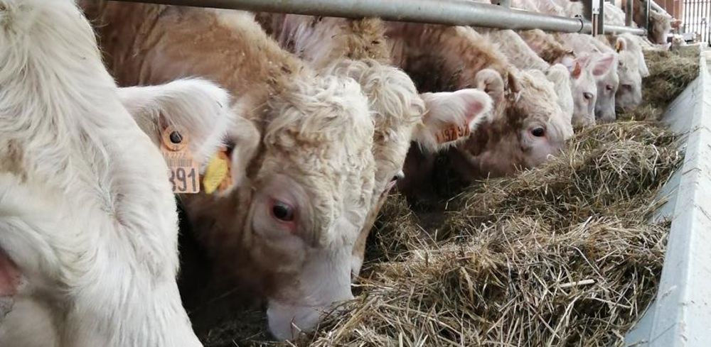 Prix Du Quintal De Blé Fermage 2022 Somme